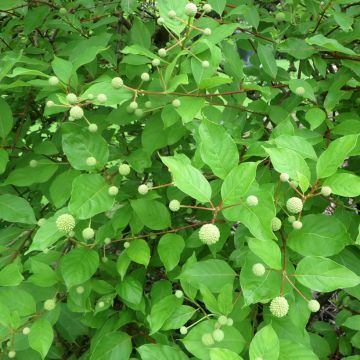 Nappipensas Moonlight Fantasy