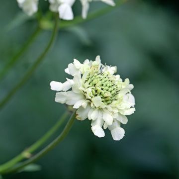 Alppikirahvinkukka - Cephalaria alpina