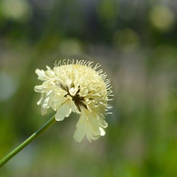 Kaukasiankirahvinkukka - Cephalaria gigantea
