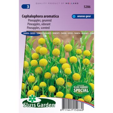Cephalophora aromatica Pineapples (siemenet)