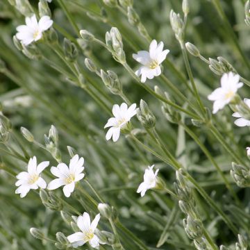 Nukkahärkki - Cerastium biebersteinii