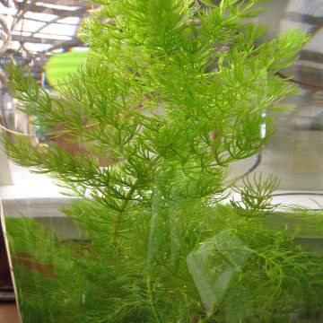 Tankeakarvalehti - Ceratophyllum demersum