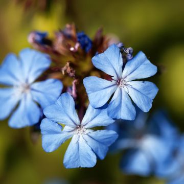 Siniko - Ceratostigma griffithii