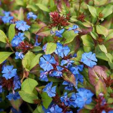 Kalliosinikko - Ceratostigma plumbaginoides