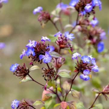 Laaksosinikko - Ceratostigma willmottianum