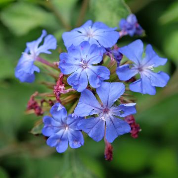 Laaksosinikko Forest Blue