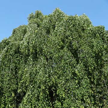 Katsura Morioka Weeping