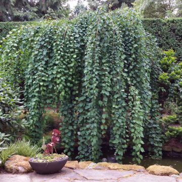 Katsura Pendulum