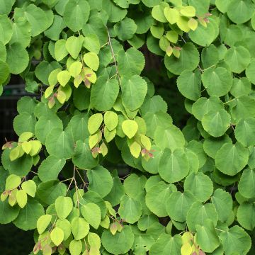 Katsura (siemenet) - Cercidiphyllum japonicum