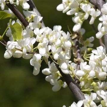 Amerikanjuudaksenpuu Royal White