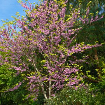 Amerikanjuudaksenpuu - Cercis canadensis