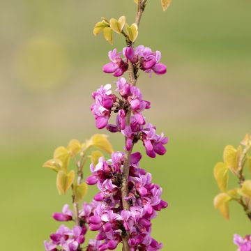 Juudaksenpuu - Cercis siliquastrum