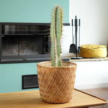 Pylväskaktus - Cereus peruvianus