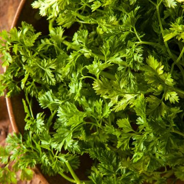 Maustekirveli Vilmorin - Anthriscus cerefolium