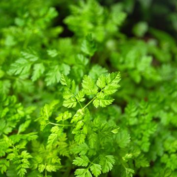 Kähärä maustekirveli Vilmorin - Anthriscus cerefolium