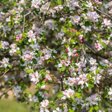 Kirsikkaluumu - Prunus cerasifera