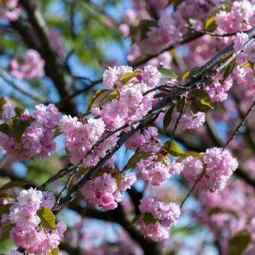 Japaninkirsikka Pink Perfection