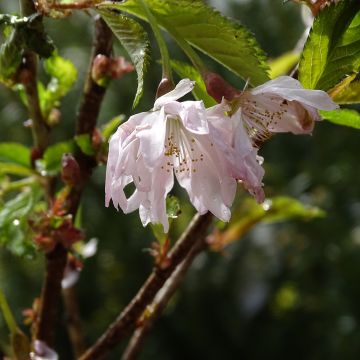 Japaninkääpiökirsikka Oshidori
