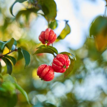 Surinaminkirsikka - Eugenia uniflora