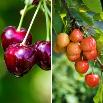 Hapankirsikka Hedelfingen - Prunus cerasus