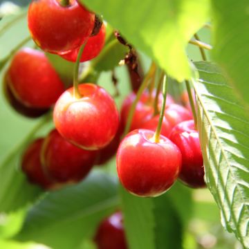 Hapankirsikka Griotte de Montmorency riippuva luomu