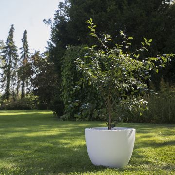 Hapankirsikka Fruitality Cherry Baby (‘Porthos’)