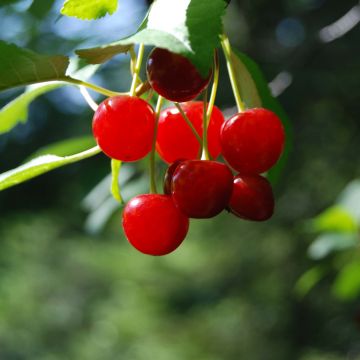 Kääpiökirsikka Cherry Boop