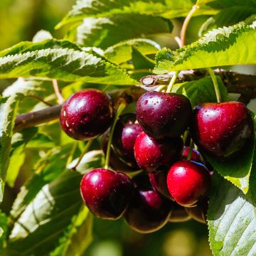 Hapankirsikka Fruit Me Cherry Me Lapins