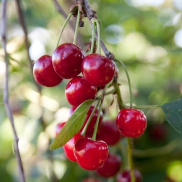 Hapankirsikka Griotella Frumi itsepölytteinen - Delbard