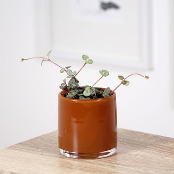 Herttalyhty - Ceropegia woodii