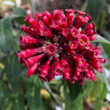 Nuijakukka Rubrum