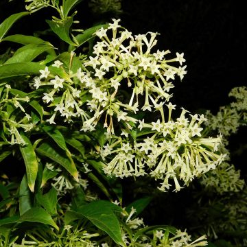 Tuoksunuijakukka - Cestrum nocturnum
