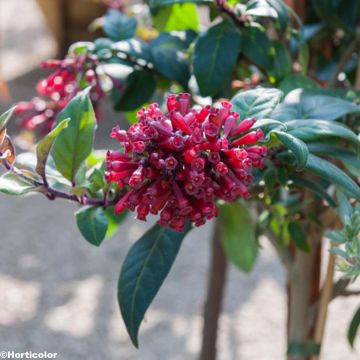 Nuijakukka - Cestrum purpureum