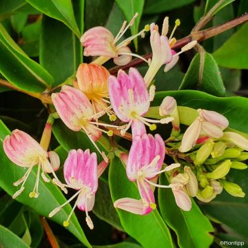 Myrttikuusama Marinella