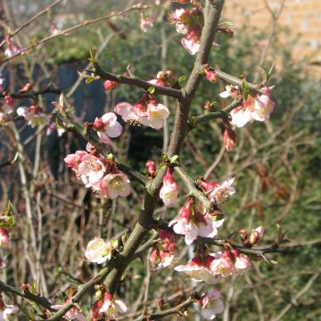 Ruusukvitteni - Chaenomeles cathayensis