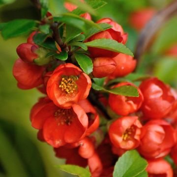 Japaninruusukvitteni Orange Beauty