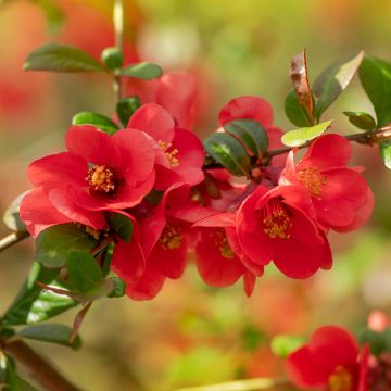 Japaninruusukvitteni - Chaenomeles japonica