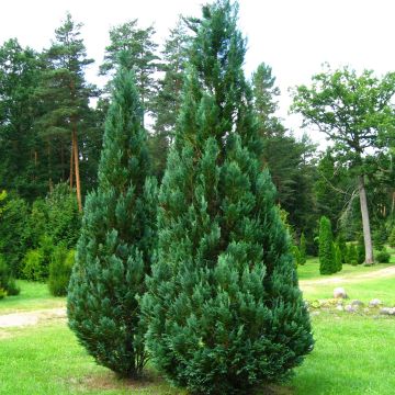 Lawsoninsypressi Columnaris