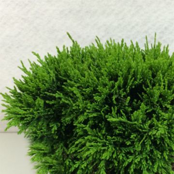 Lawsoninsypressi Green Globe