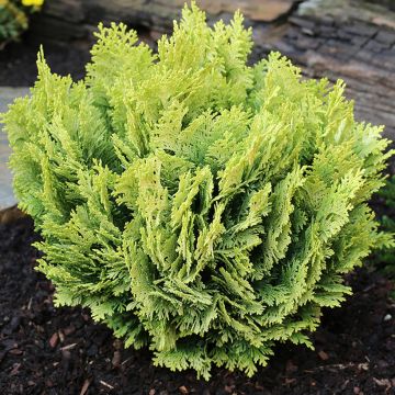 Lawsoninsypressi Minima Aurea