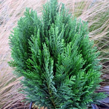 Lawsoninsypressi Minima Glauca