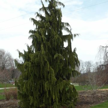 Nutkansypressi Pendula