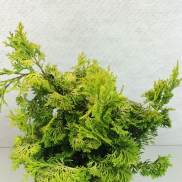 Temppelikypressi Aurea