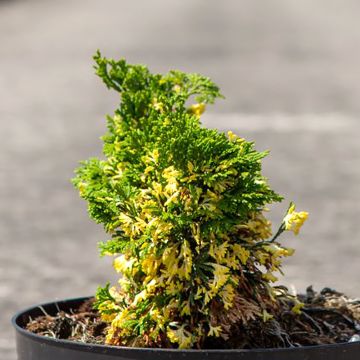 Temppelikypressi Baldwin Variegated