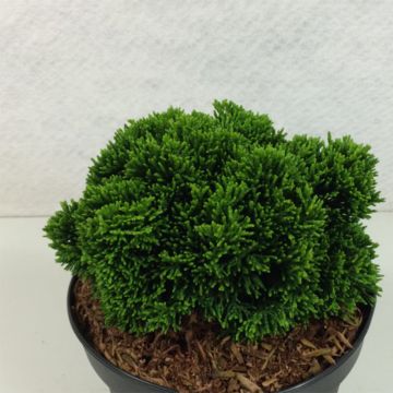 Temppelikypressi Juniperoides