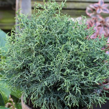 Temppelikypressi Lycopodioides
