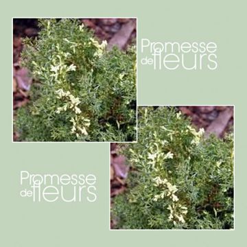 Temppelikypressi Snowflake