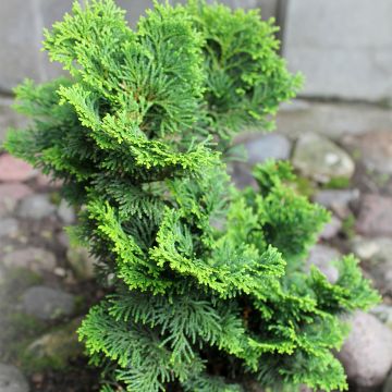 Temppelikypressi Contorta