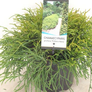 Hernesypressi Filifera Nana