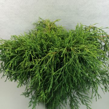 Hernesypressi Kaatje